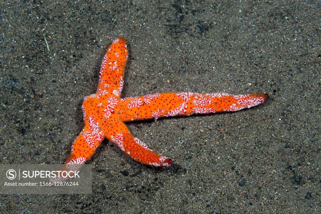 Four-armed Luzon Starfish, Lynckia sp. , Komodo National Park, Indonesia.
