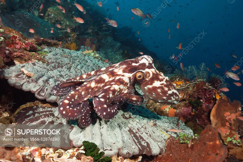 Day Octopus, Octopus cyanea, Komodo National Park, Indonesia.