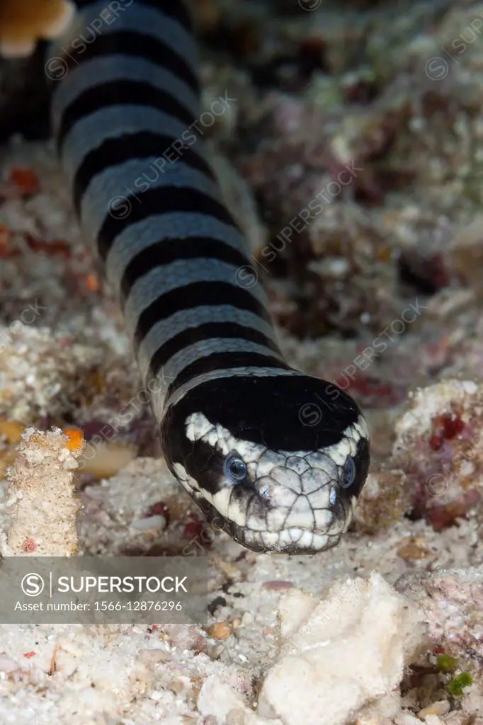 Banded Sea Snake, Laticauda colubrina, Komodo National Park, Indonesia.