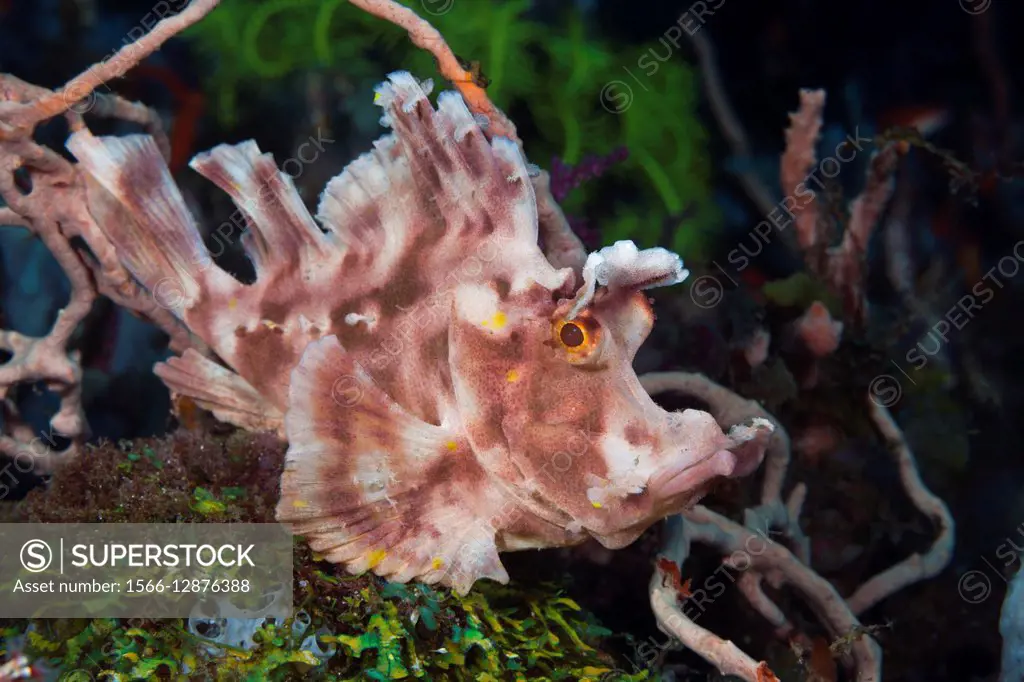 Paddle-flap Scorpionfish, Rhinopias eschmeyeri, Bali, Indonesia.