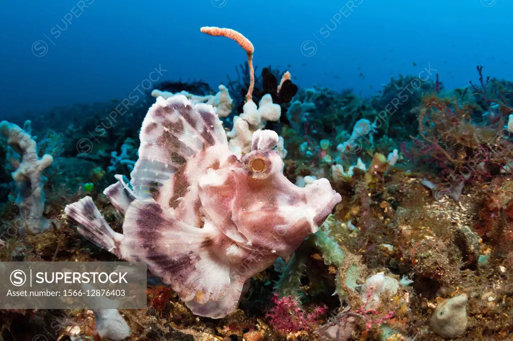 Paddle-flap Scorpionfish, Rhinopias eschmeyeri, Bali, Indonesia.