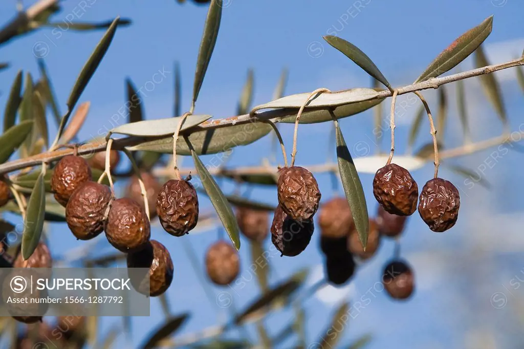 olives in poor condition because of the cold winter, Jaen, Andalusia, Spain.