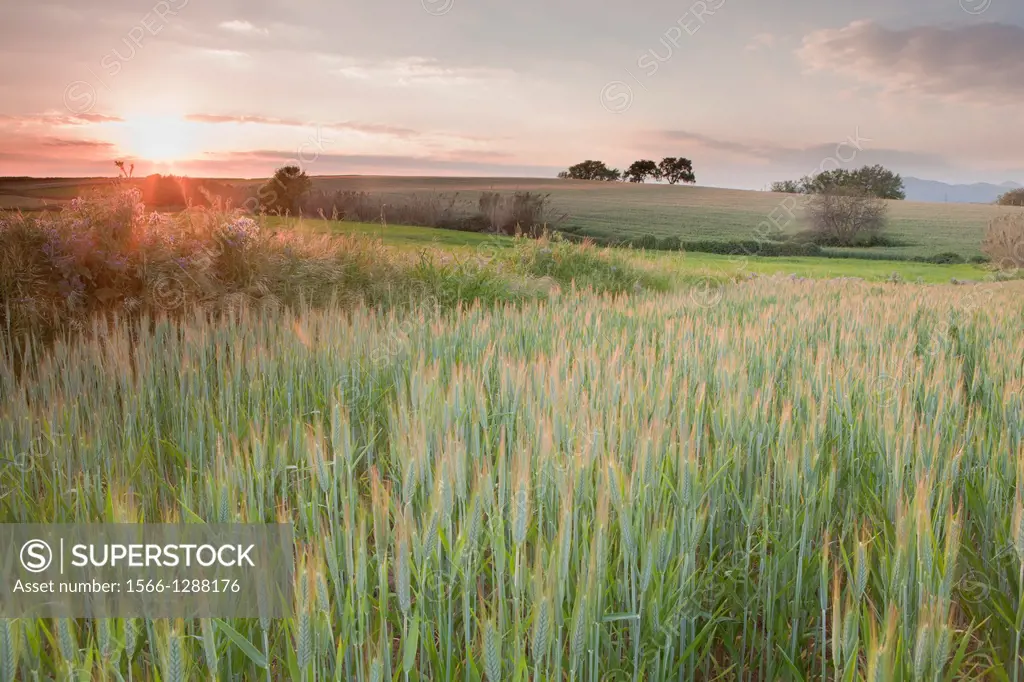 Natural Park of Els Gallecs, Mollet del Vallés, Barceona, Spain.