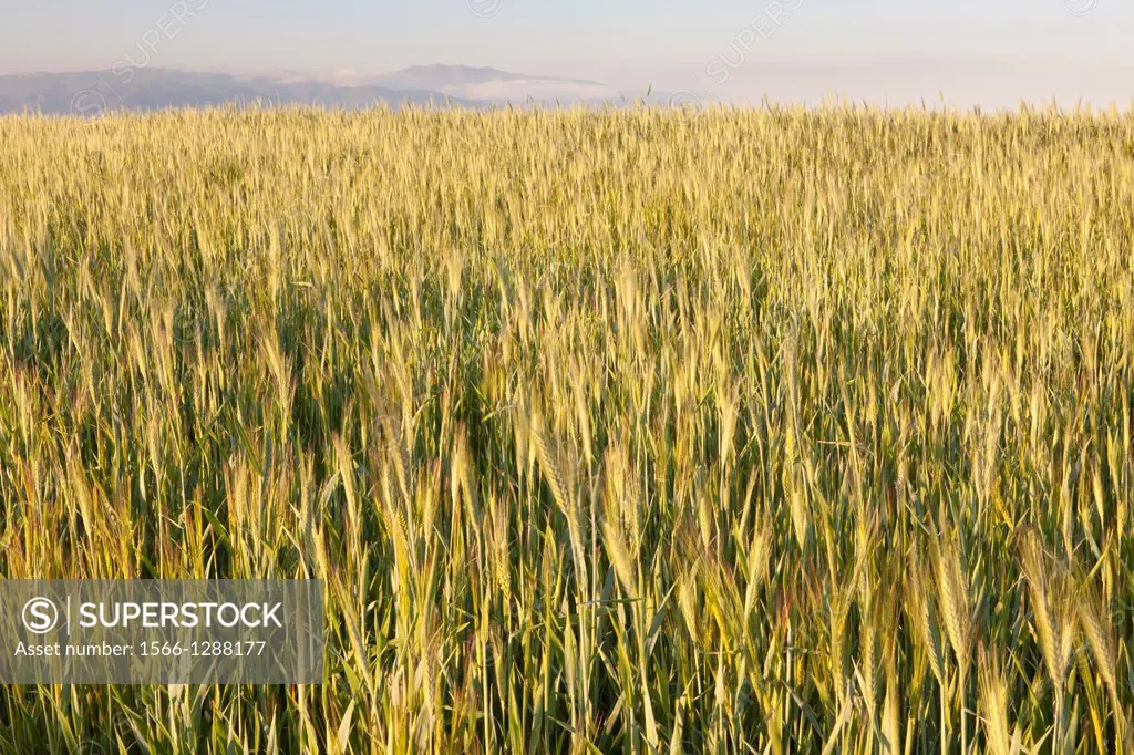 Wheat crops in Natural Park of Els Gallecs, Mollet del Vallés, Barcelona, Spain.