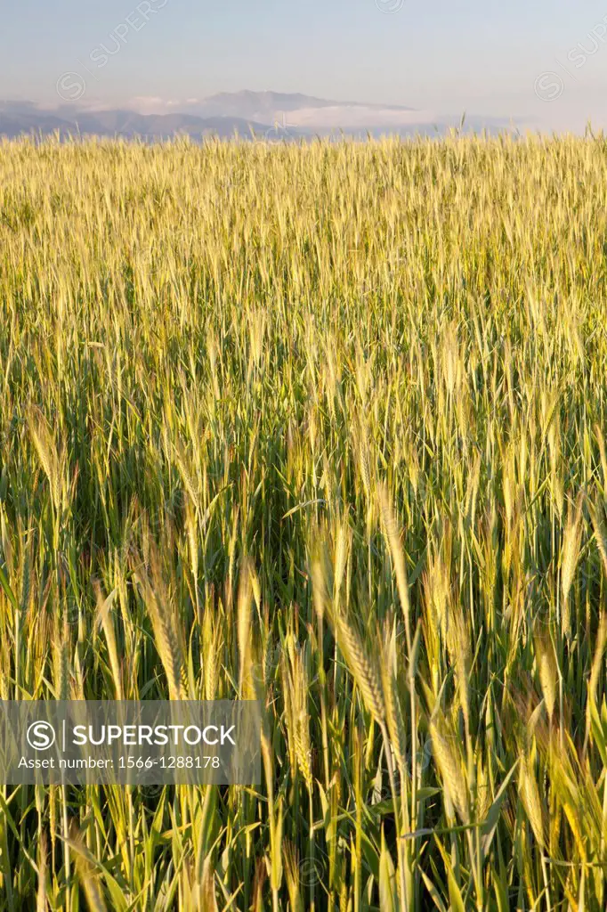 Wheat crops in Natural Park of Els Gallecs, Mollet del Vallés, Barceona, Spain.