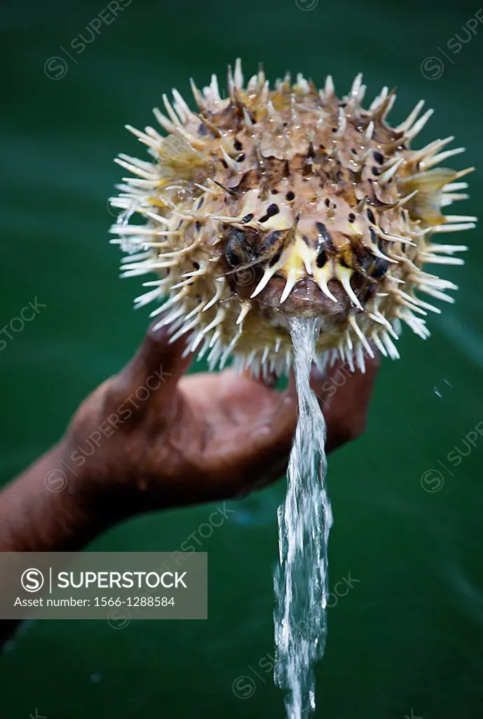 Blowfish off the cost of Isla Tortuga, Costa Rica.