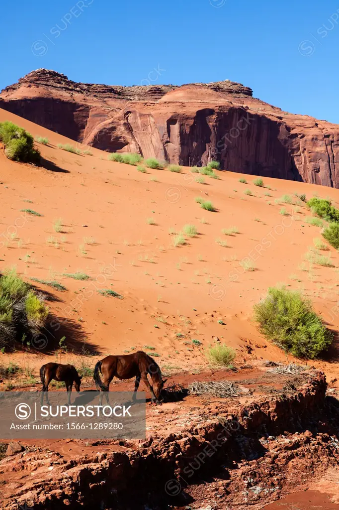 Wild Horses in Monument Valley, Arizona, USA.
