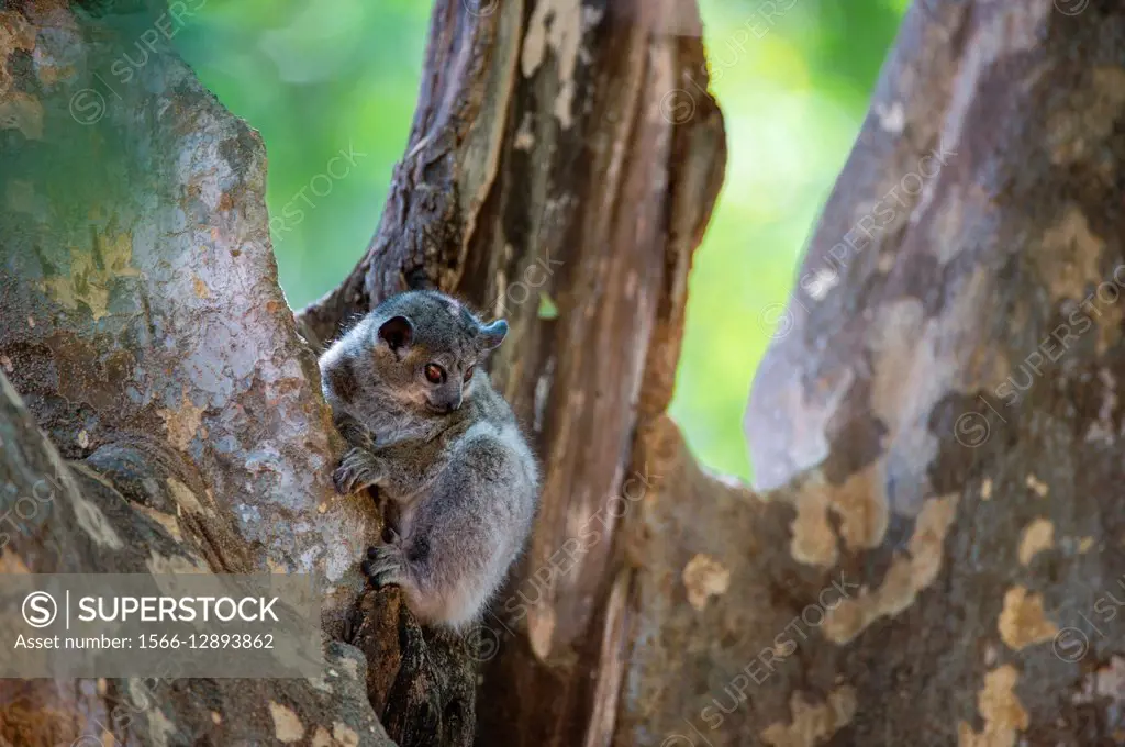 A nocturnal White-footed sportive lemur (Lepilemur leucopus) resting in tree during the daytime at Berenty Reserve in southern Madagascar.