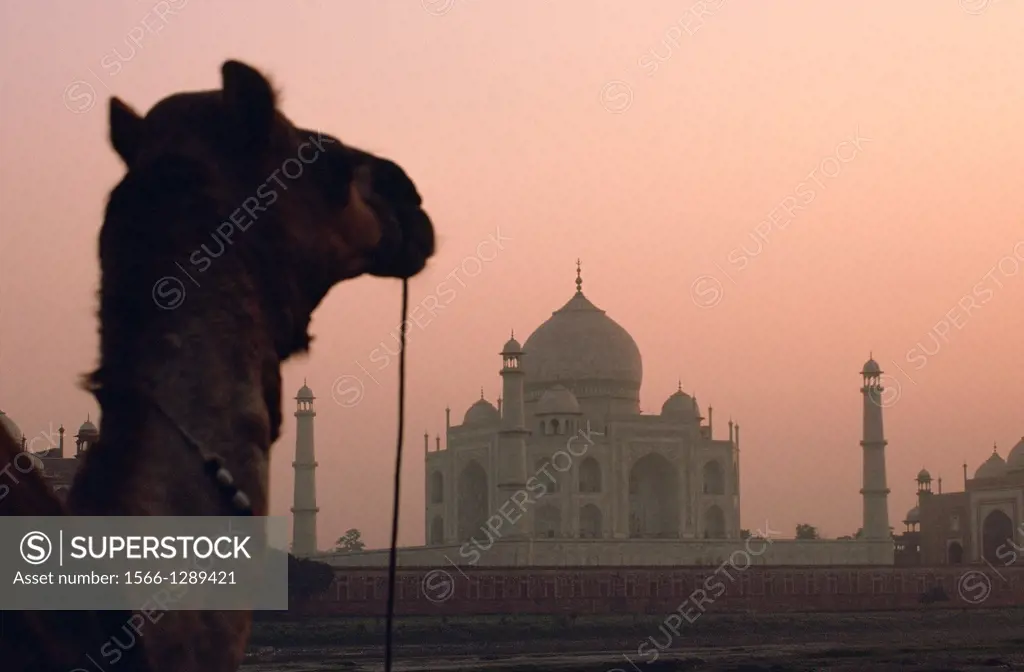 Taj mahal at sunrise. In the foreground, a dromedary. Agra, India.