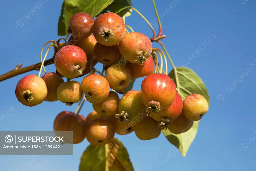 Malus; Norderstedt; Germany.