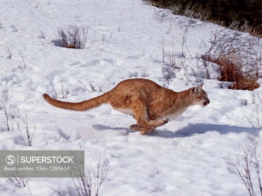 Cougar, puma concolor, Adult running on Snow, Montana.