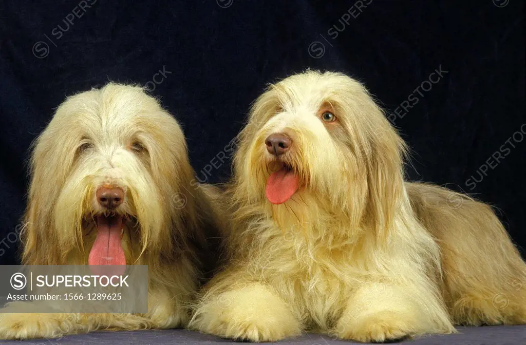 Bearded Collie Dog with Tongue out against black Background.