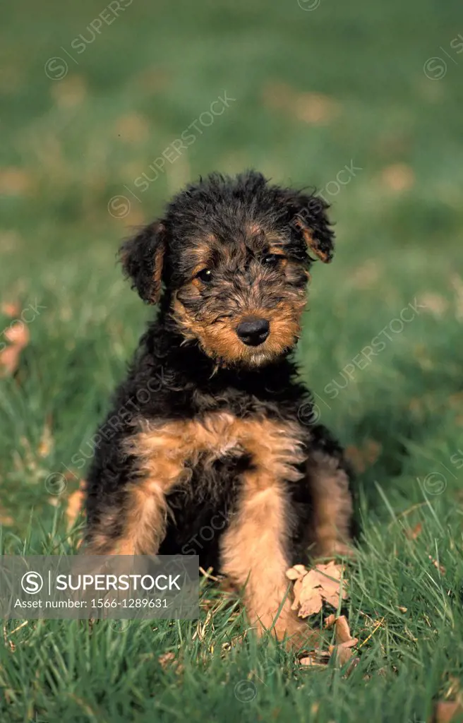 Airedale Terrier Dog, Pup sitting on Grass.