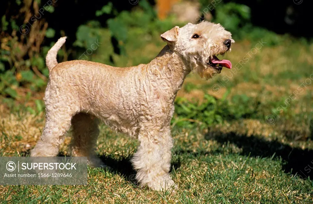 Lakeland Terrier Dog standing on Grass.