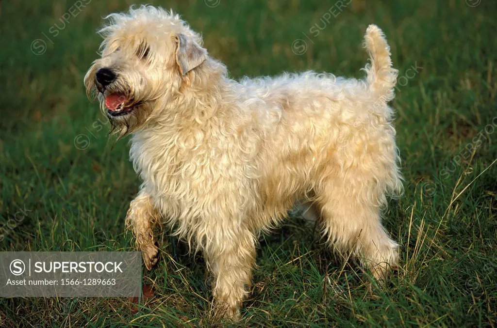 Soft Coated Wheaten Terrier standing on Grass.