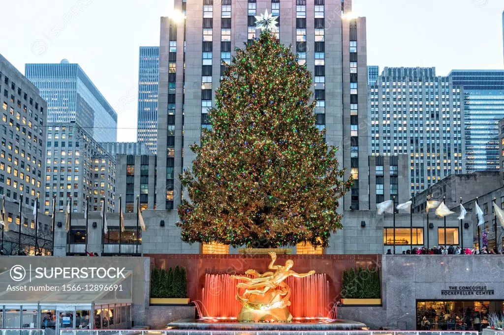 Christmas Tree, Behind the Ice Skating Rink, at Rockefeller Center, Fifth Avenue, Manhattan, New York City. Rockefeller Center Office Buildings and Sk...