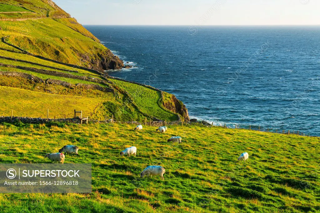 Slea Head, Dingle Peninsula, County Kerry, Ireland, Europe.