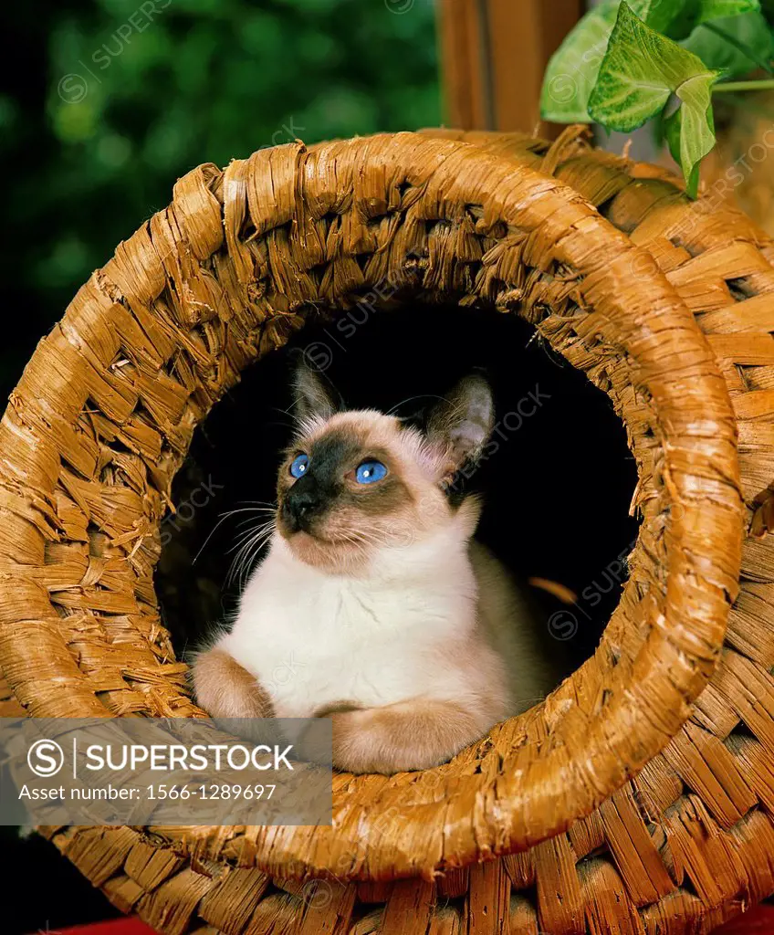 Balinese Domestic Cat laying in Basket.