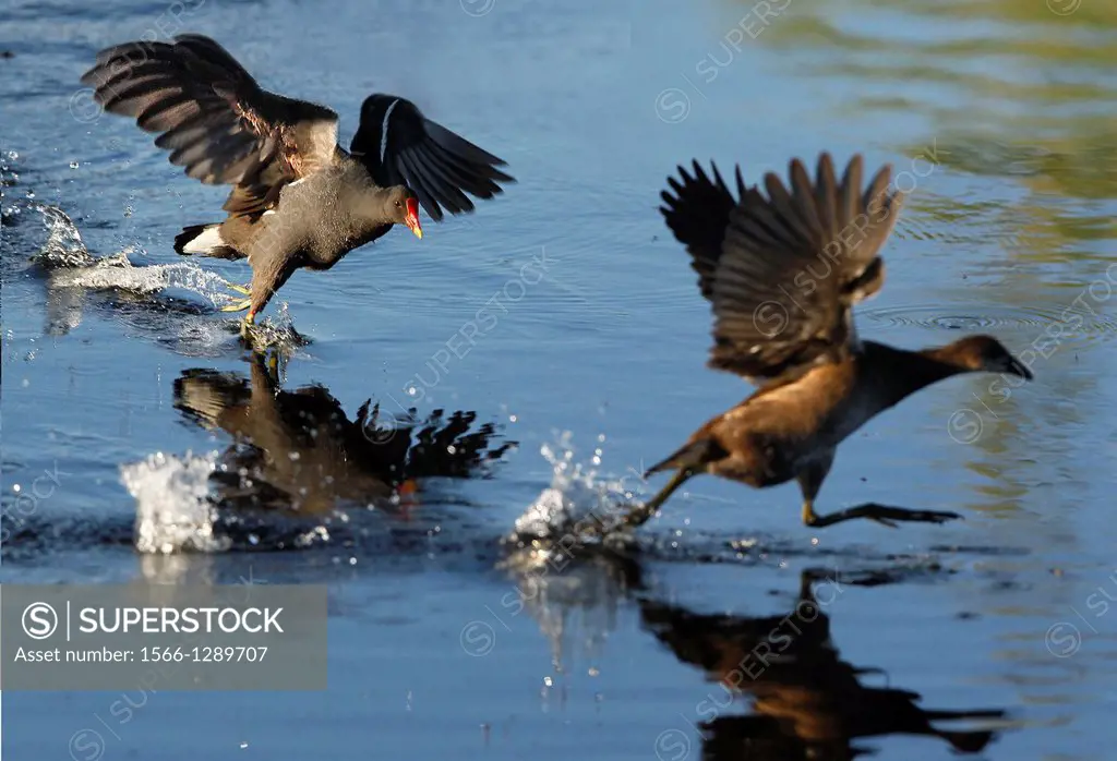 Common Moorhen or European Moorhen, gallinula chloropus, Adult and Immature in Flight, Taking off from Pond, Normandy.