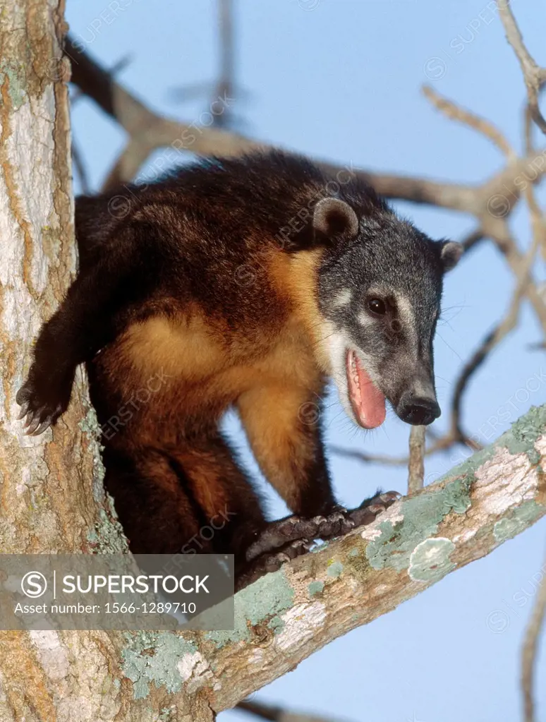 Ringtailed Coati or Coatimundi, nasua nasua, Adult perched in Tree, Pantanal in Brazil.