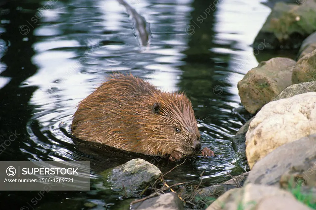 European Beaver, castor fiber, Adult standing in Water.