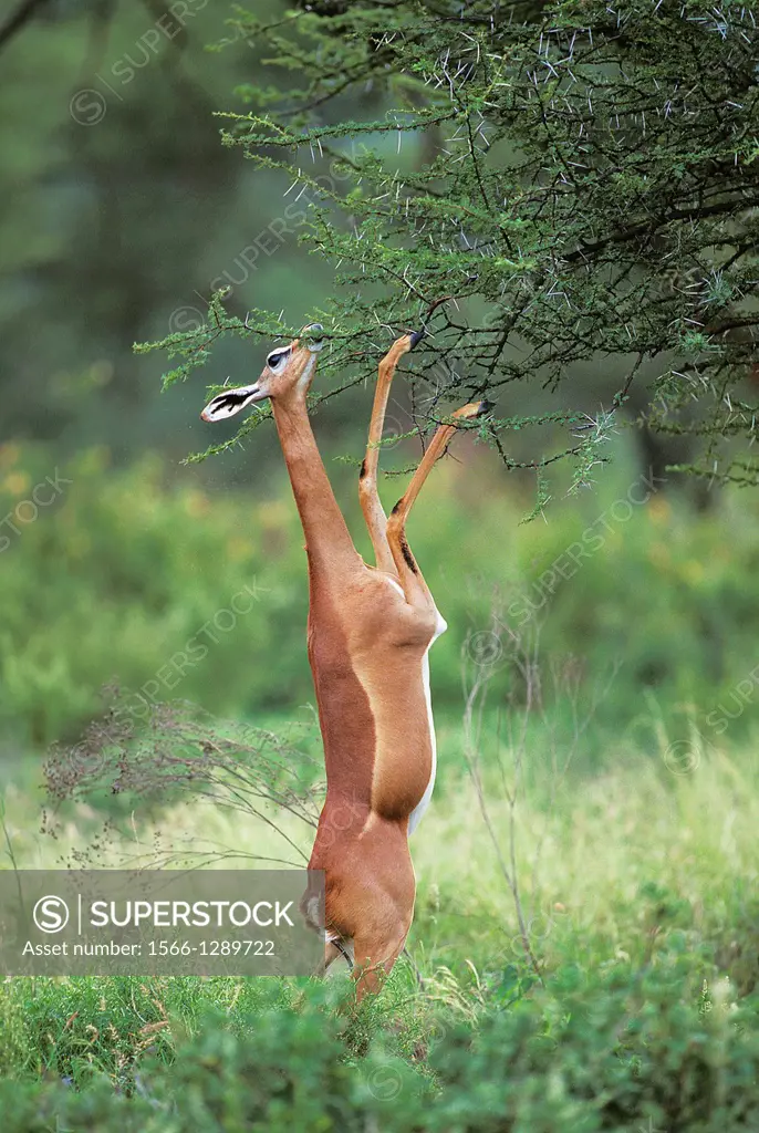 Gerenuk or Waller's Gazelle, litocranius walleri, Female standing on Hind Legs, Eating Acacias's Leaves, Samburu Park in Kenya.
