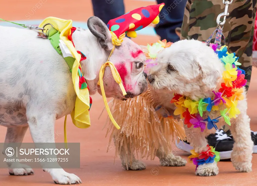 Dog fancy dress day at Las Palmas Carnival on Gran Canaria, Canary Islands, Spain.