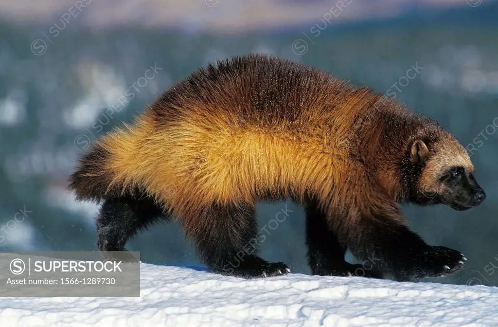 North American Wolverine, gulo gulo luscus, Adult standing on Snow, Canada.