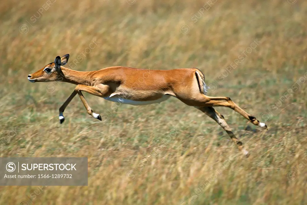 Impala, aepyceros melampus, Femelle running, Masai Mara Park in Kenya.