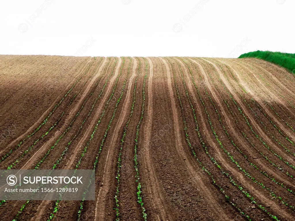Agricultural field at spring, furrows.