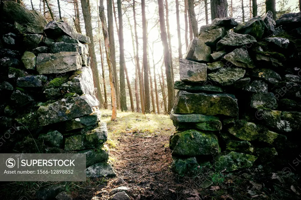 Backlit of trees in a forest seen from a open gate in a dry stone wall. North Yorkshire, England, UK, Europe