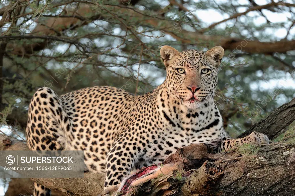 Leopard (Panthera pardus) with a kill in a big acacia tree in the savannah. Serengeti National Park. Tanzania