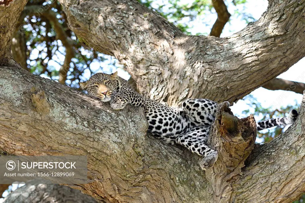 Leopard (Panthera pardus) in a big acacia tree in the savannah. Serengeti National Park. Tanzania