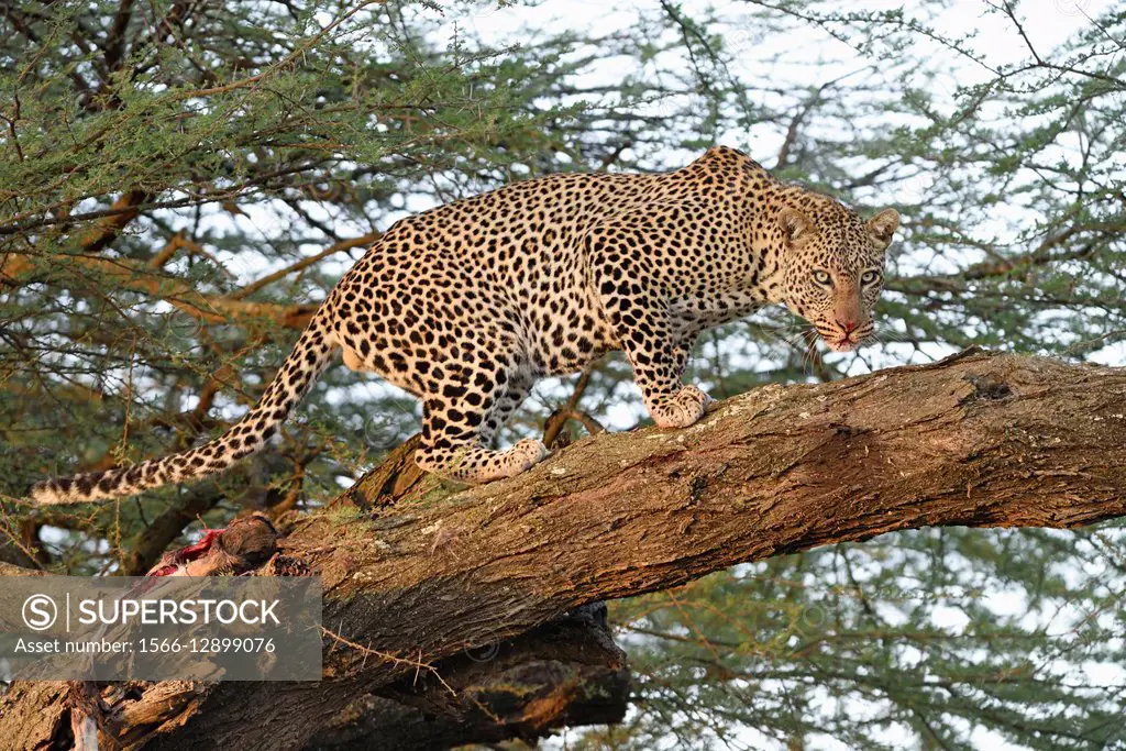 Leopard (Panthera pardus) with a kill in a big acacia tree in the savannah. Serengeti National Park. Tanzania