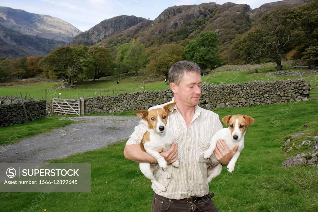 UK, England, Cumbria, The Lake District, Coniston, Yew Tree Farm. Man and dogs (Jack Russell terriers)