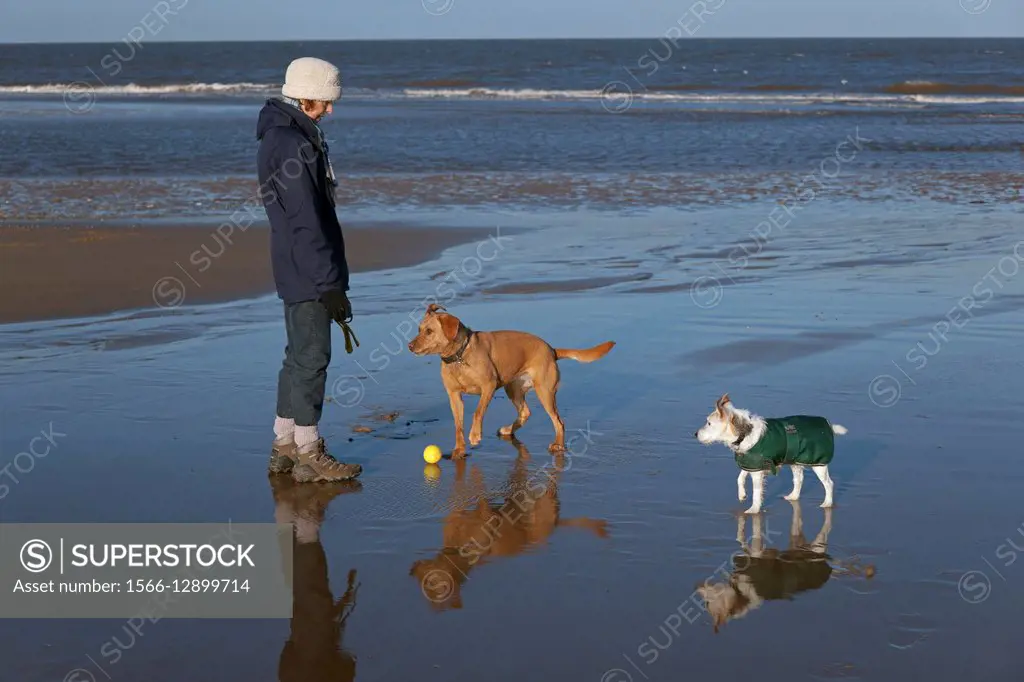 Yellow Labrador in and Jack Russell Terrier action along the beach