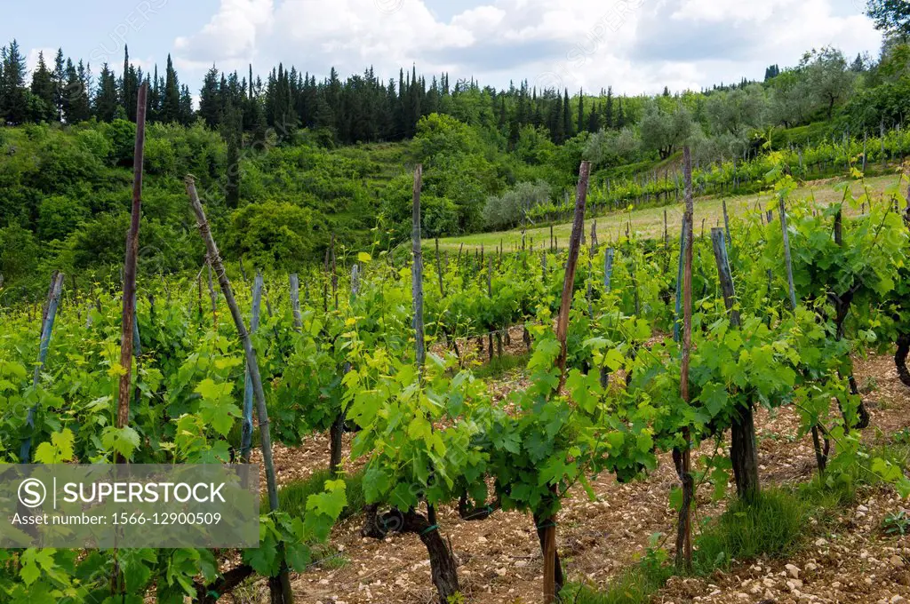 Vineyard above the town of Greve in the Chianti Region of Tuscany, Italy.