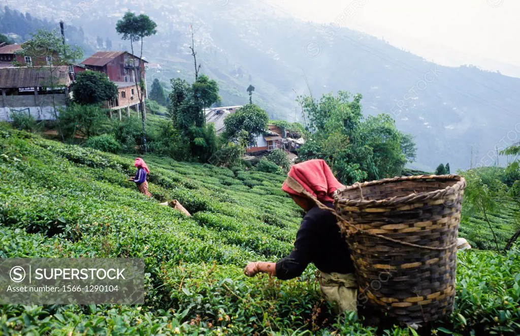 woman cutting tea leaves at tea plantation in Darjeeling, India