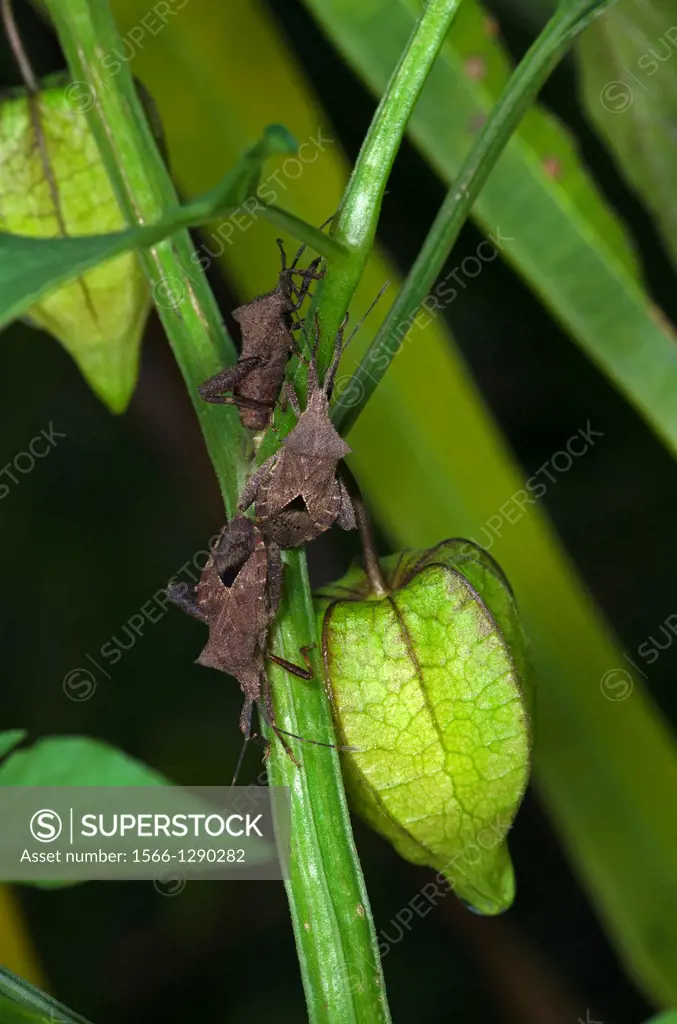 Stink bug. Image taken at Kampung Satau, Sarawak, Malaysia.