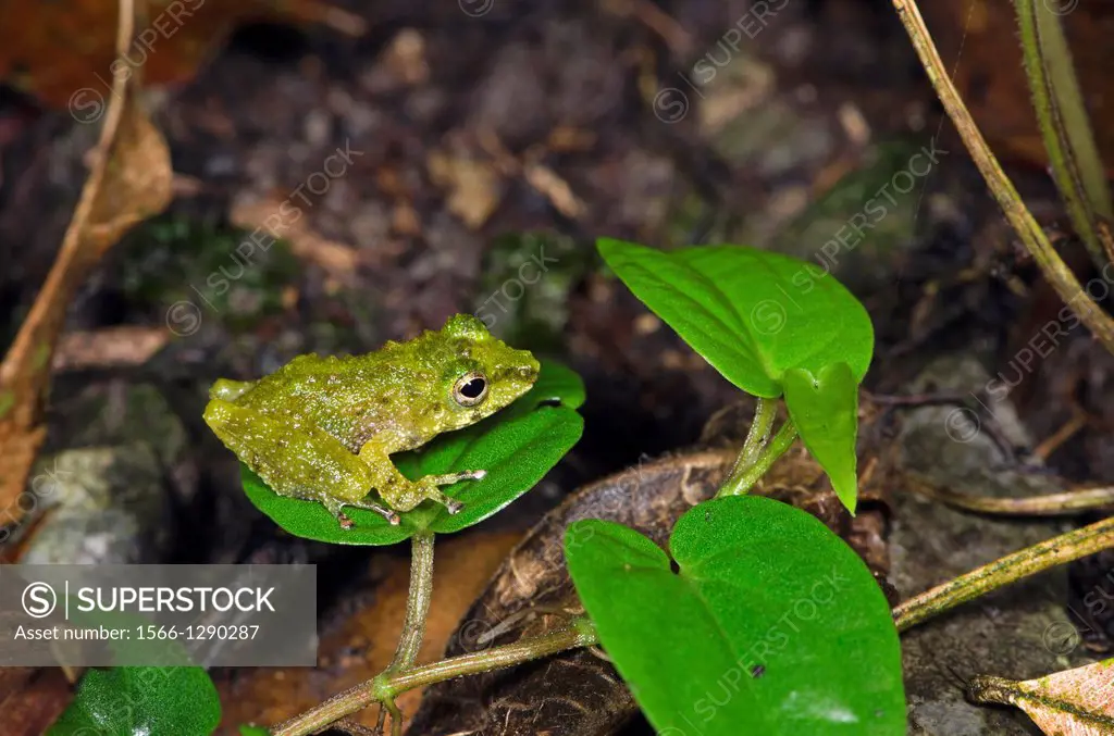 Frog. Image taken at Kampung Skudup, Sarawak, Malaysia.
