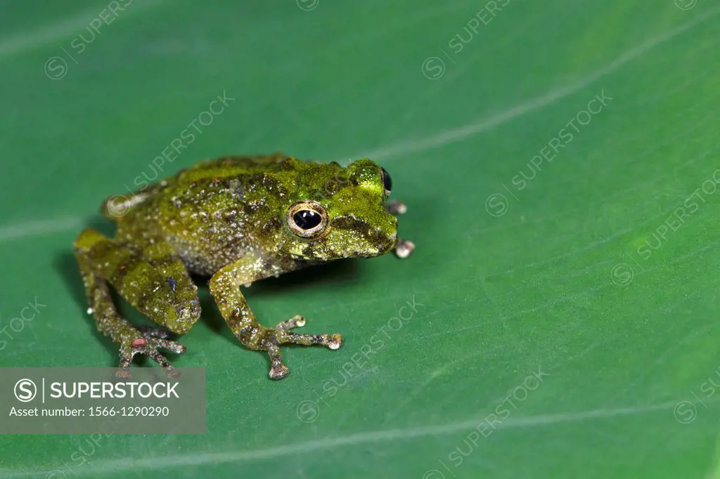 Frog. Image taken at Kampung Skudup, Sarawak, Malaysia.