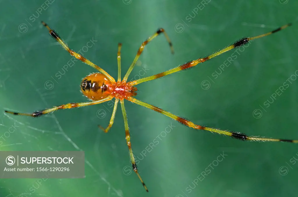 Spider. Image taken at Kampung Skudup, Sarawak, Malaysia.