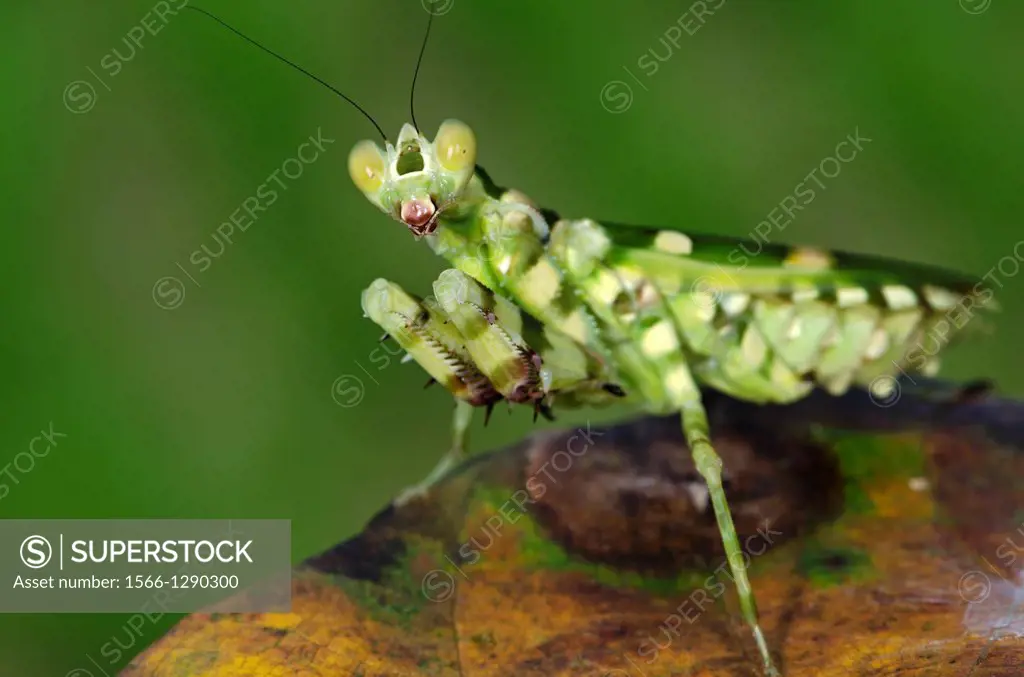 Flower mantis. Image taken at Kampung Skudup, Sarawak, Malaysia.