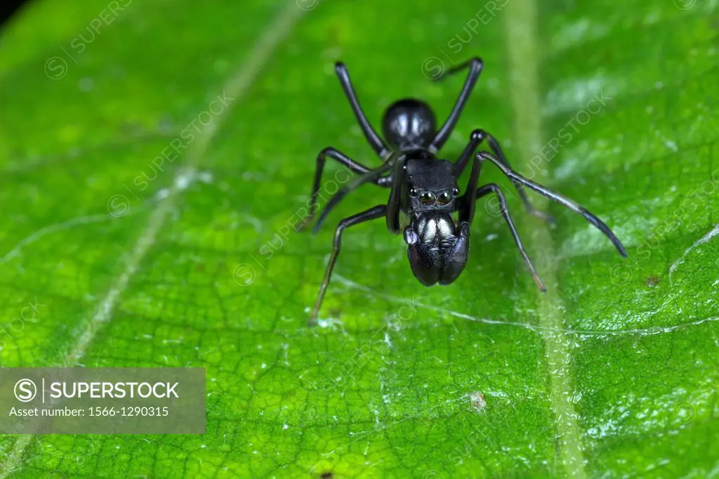 Male ant mimic spider. Image taken at Stutong Forest Reserve Park, Kuching, Sarawak, Malaysia.
