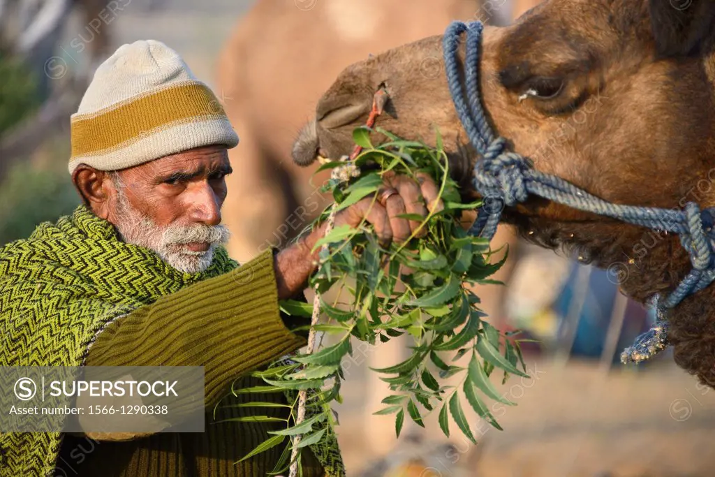 India, Rajasthan, Pushkar camel fair, Feeding the camels.