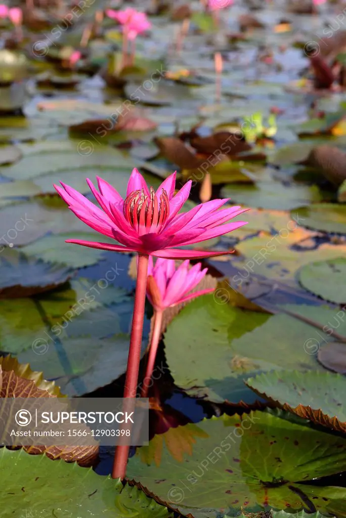Red Indian water lily, open flower (Nymphaea pubescens), Tale Noi, Patthalung, Thailand