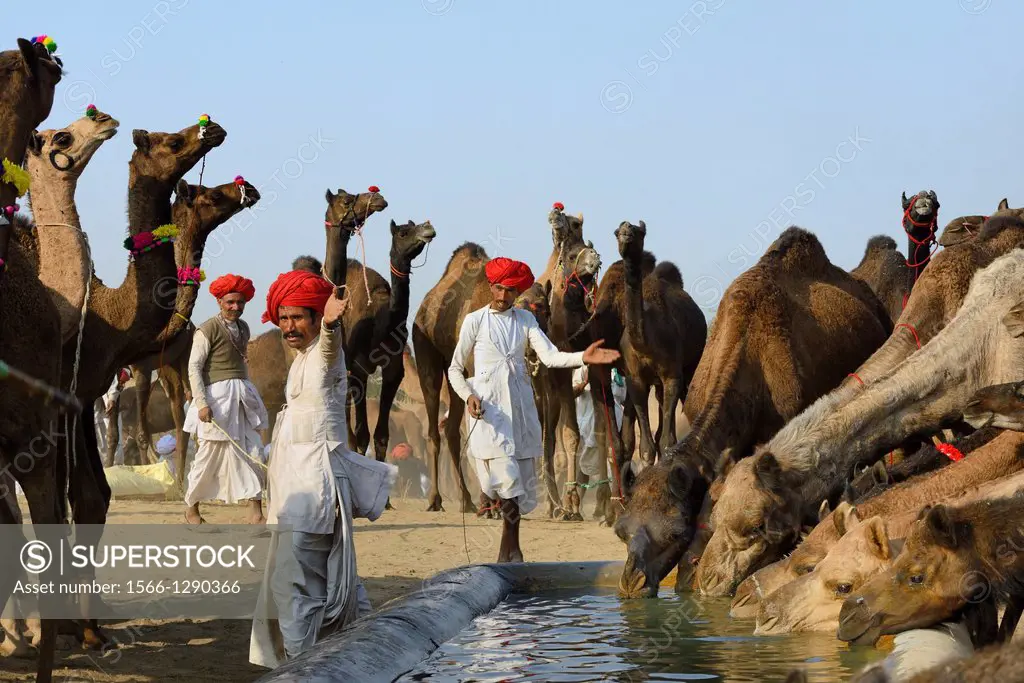 India, Rajasthan, Pushkar camel fair, Leading the camels to the trough.
