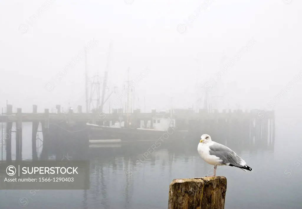 Seagull on misty McMillan Warf pier, Provincetown, Cape Cod, Massachusetts.