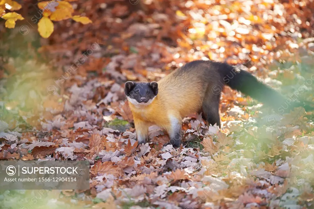 Close-up of a yellow-throated marten (Martes flavigula) in autumn. Captive. Germany.