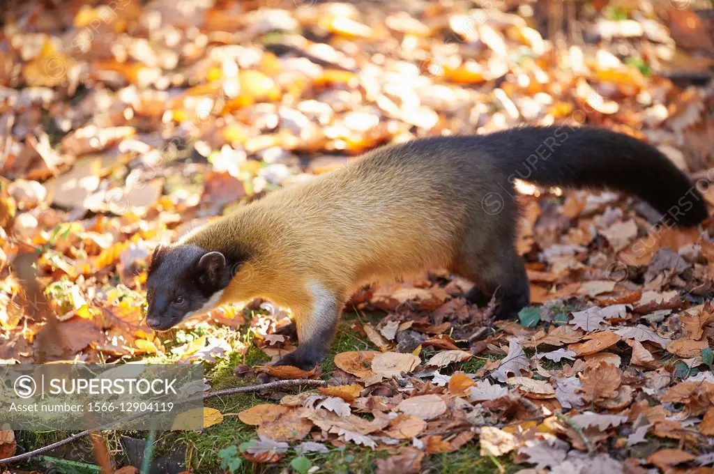Close-up of a yellow-throated marten (Martes flavigula) in autumn. Captive. Germany.